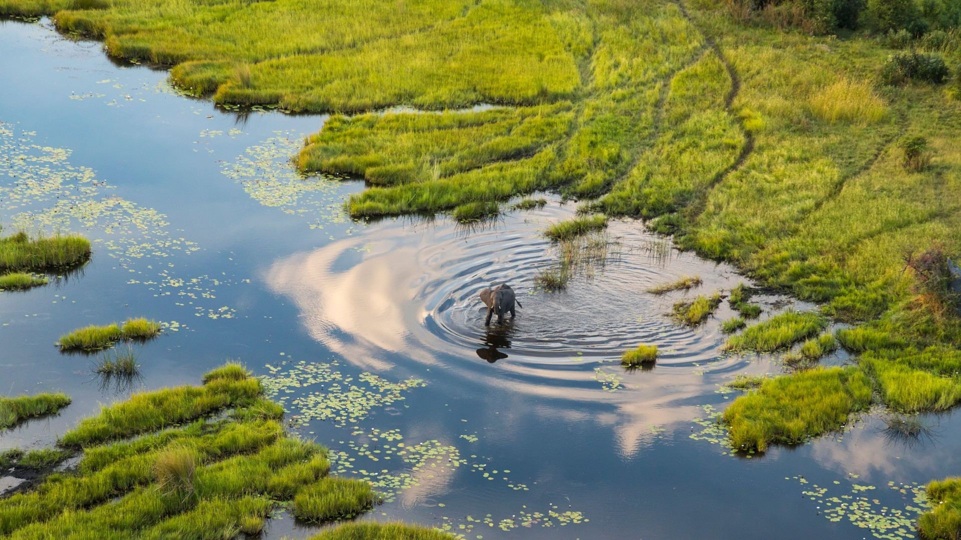 Okavango: A Flood of Life|Okavango: A Flood of Life