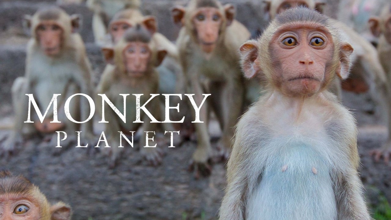 Monkey Planet|Monkey Planet