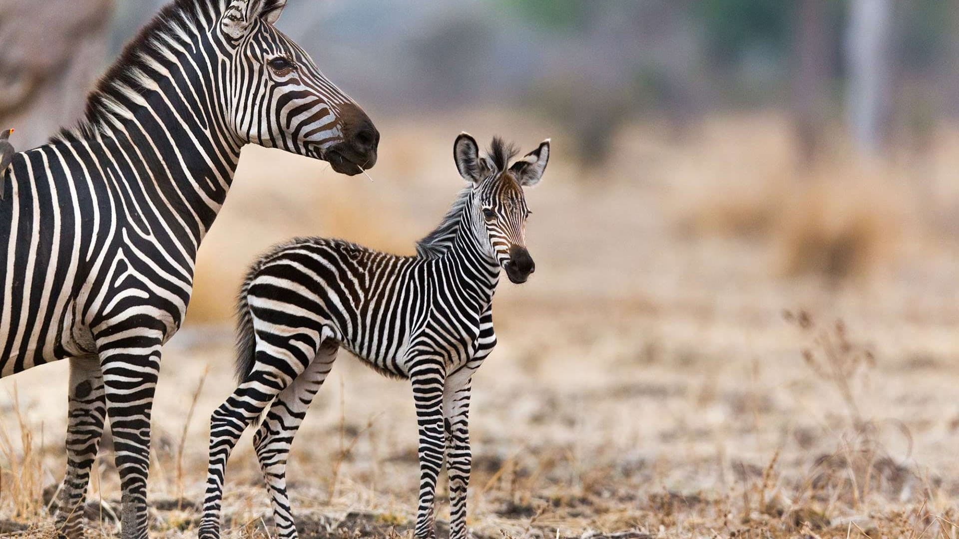 Les animaux sauvages et leurs petits|Les animaux sauvages et leurs petits