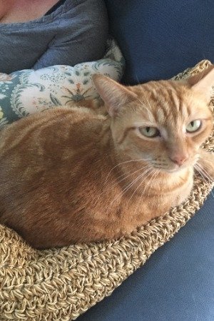 بازیگر Oliver the Cat  