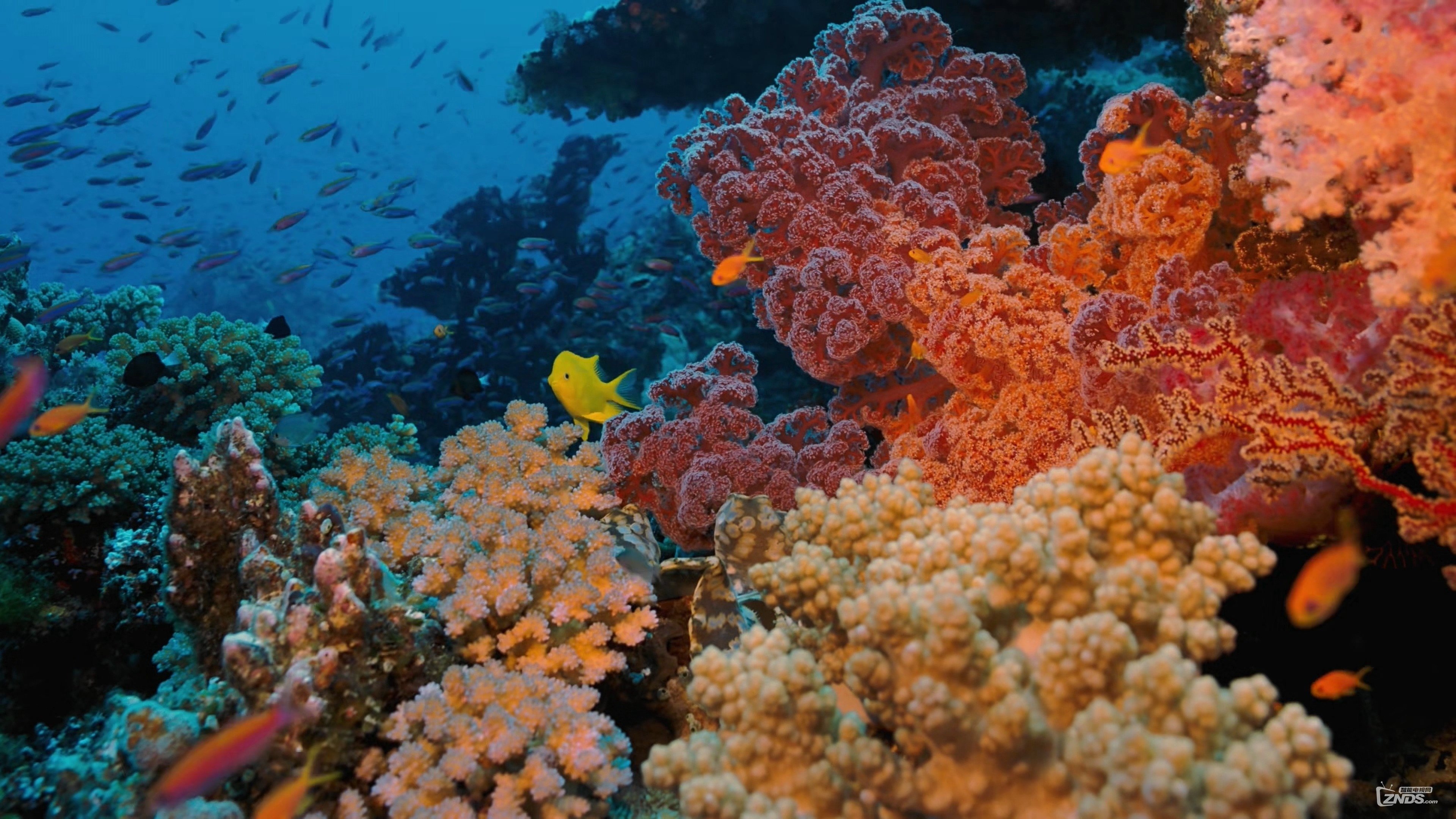 Coral Reef Adventure|Coral Reef Adventure