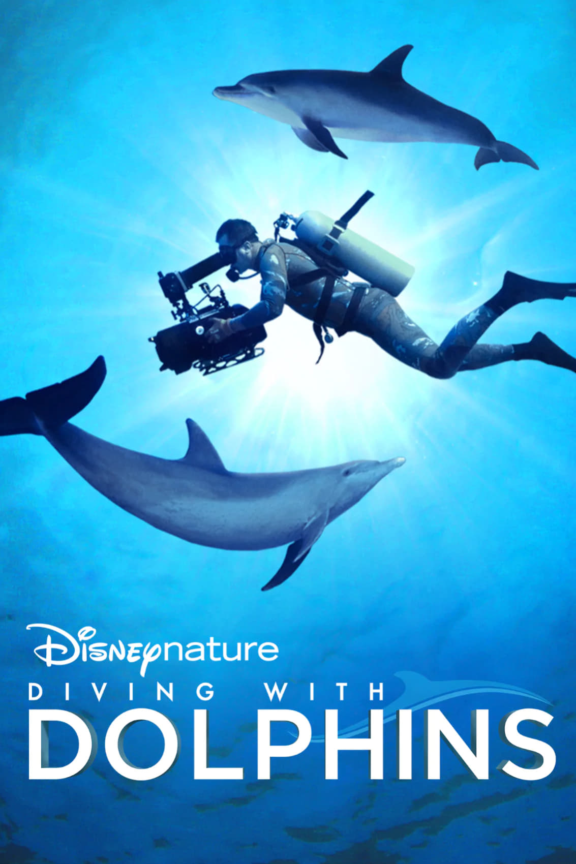 Diving with Dolphins | Diving with Dolphins