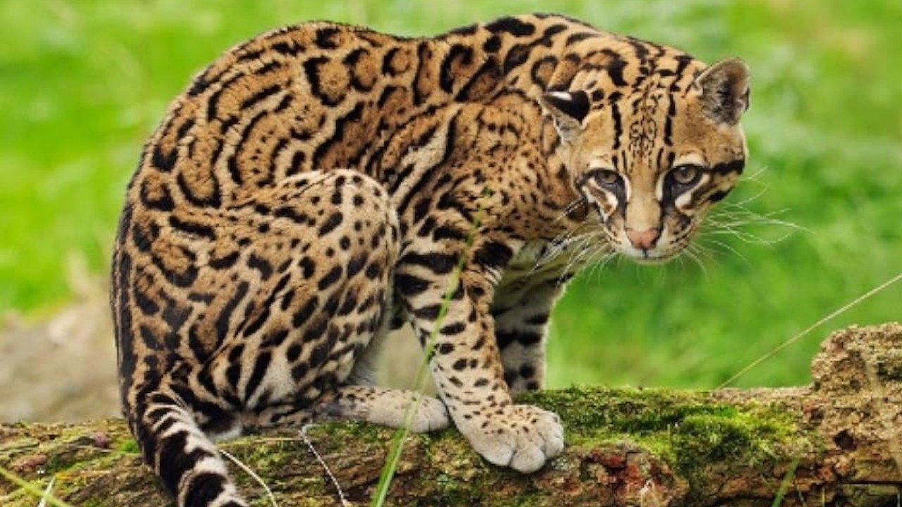 Joker, The Amiable Ocelot|Joker, The Amiable Ocelot