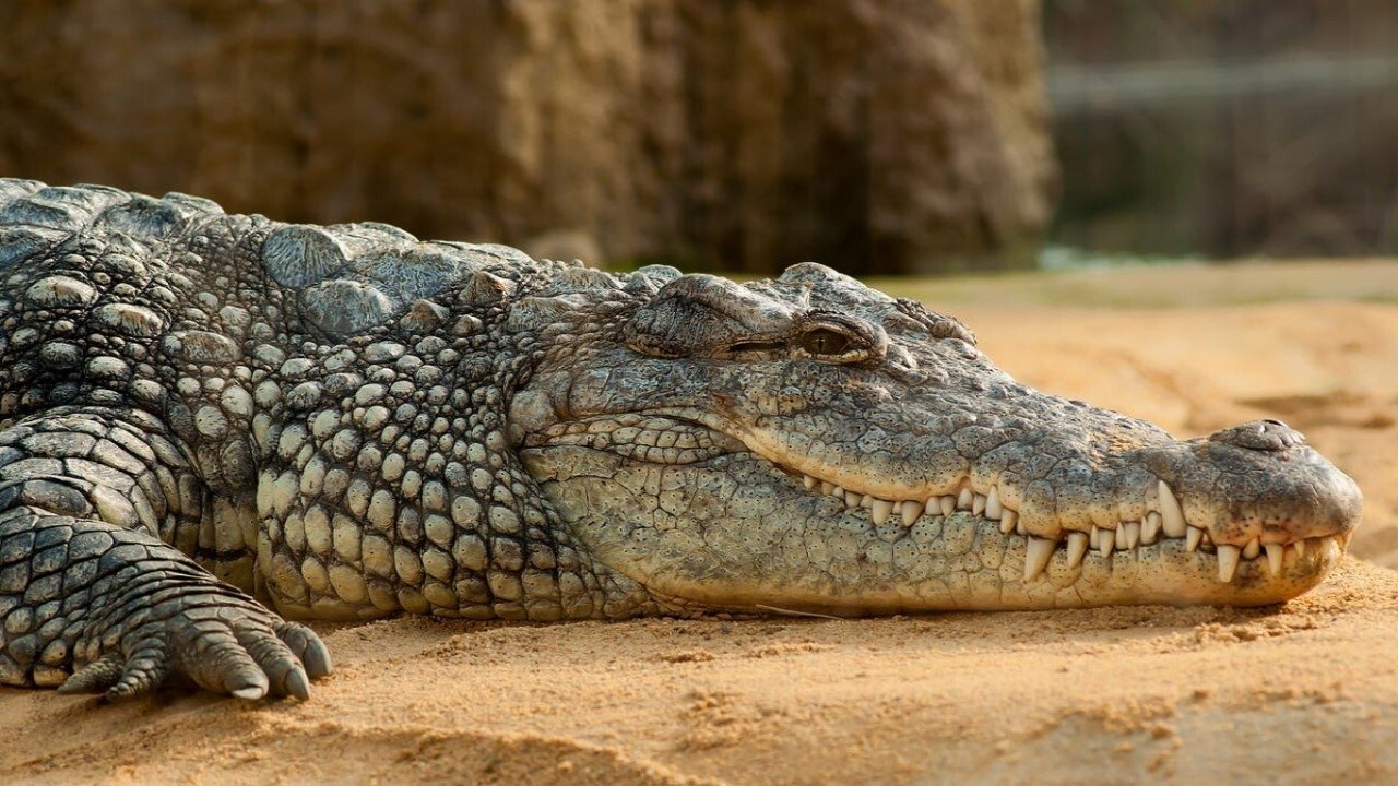 Les larmes des crocodiles|Les larmes des crocodiles