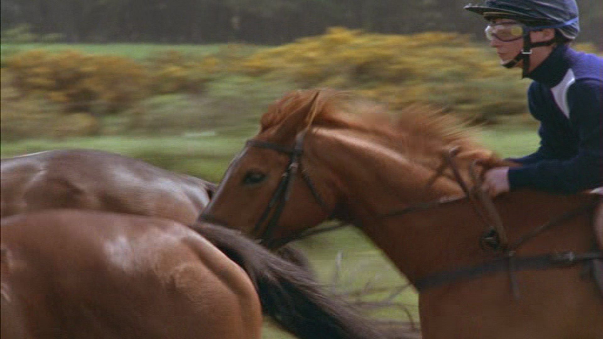 Shergar|Shergar