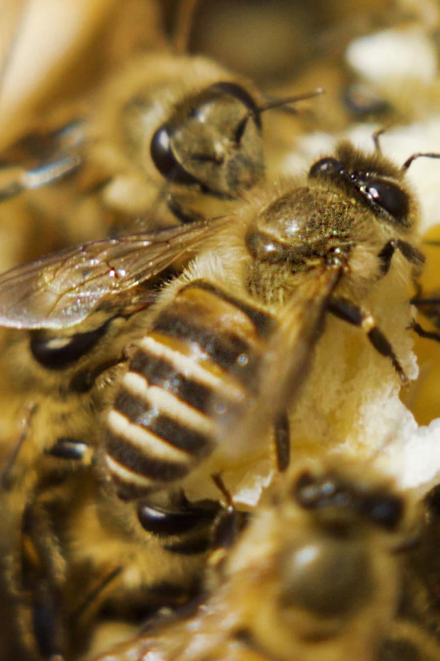 Une terre sans abeilles? | Une terre sans abeilles?