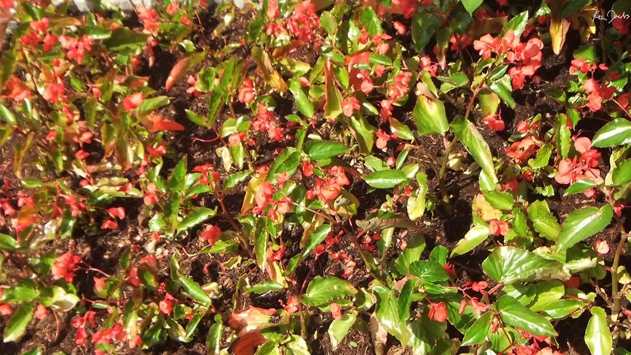 Red Green|Red Green