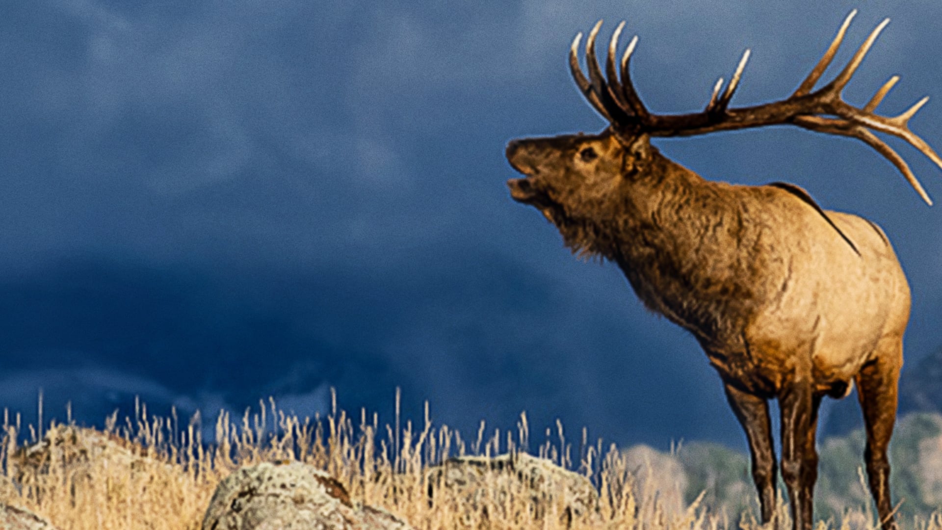 The Olympic Elk|The Olympic Elk