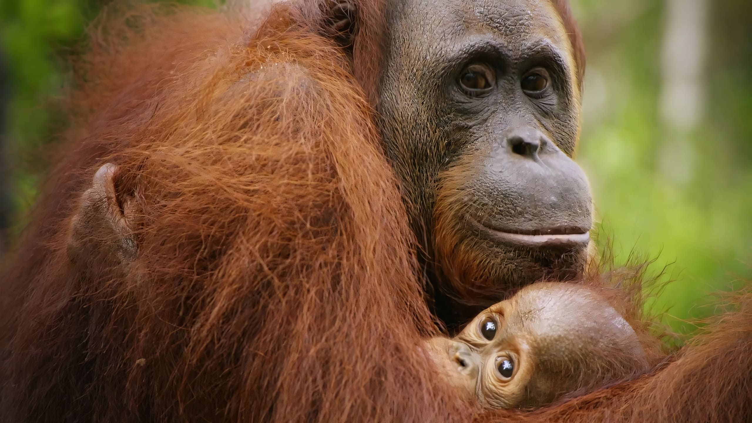 Red Ape: Saving the Orangutan|Red Ape: Saving the Orangutan