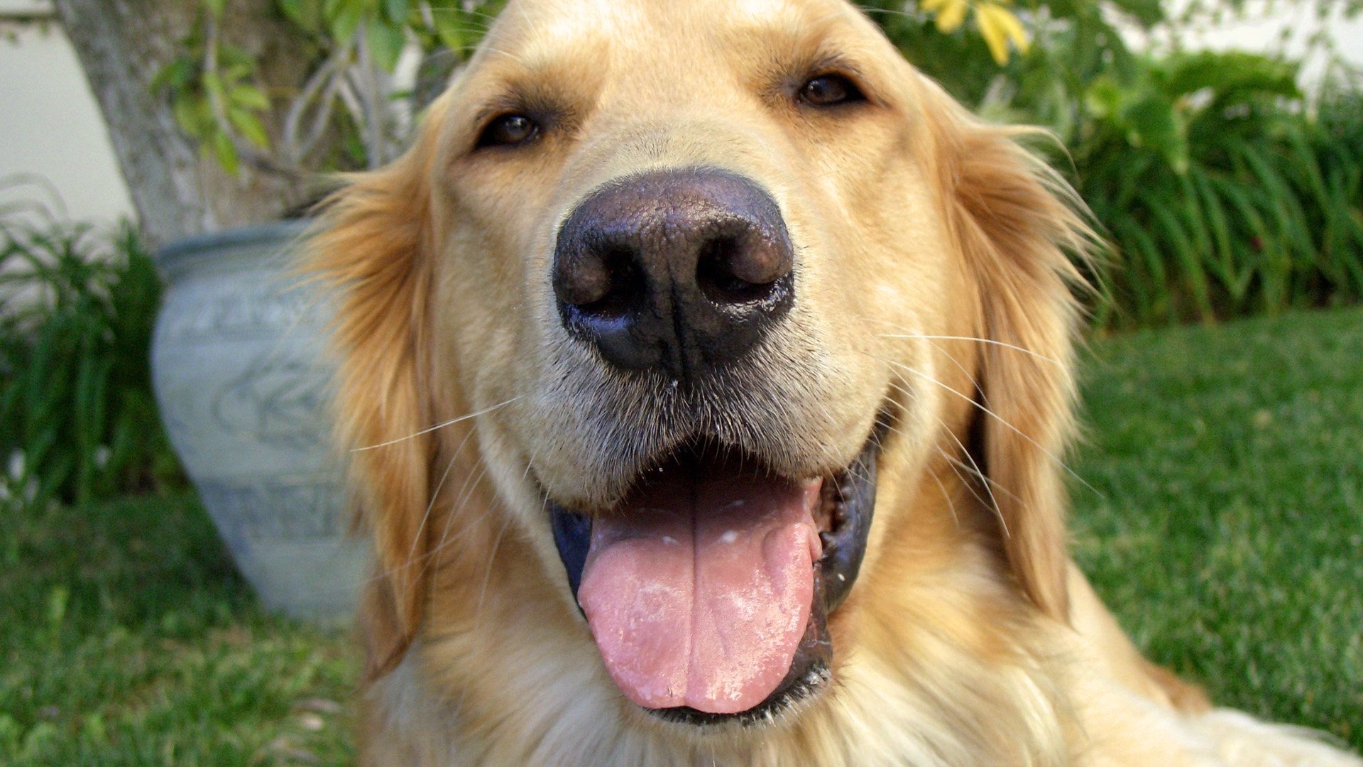 And Man Created Dog|And Man Created Dog