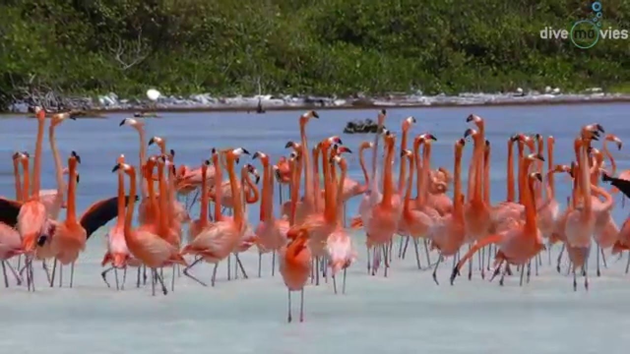 Tauchparadies Bonaire|Tauchparadies Bonaire
