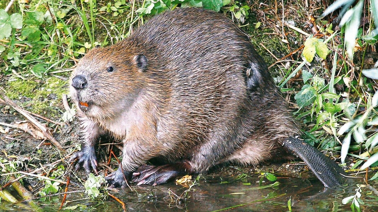 Die Rückkehr der Biber: Wilde Baumeister|Die Rückkehr der Biber: Wilde Baumeister