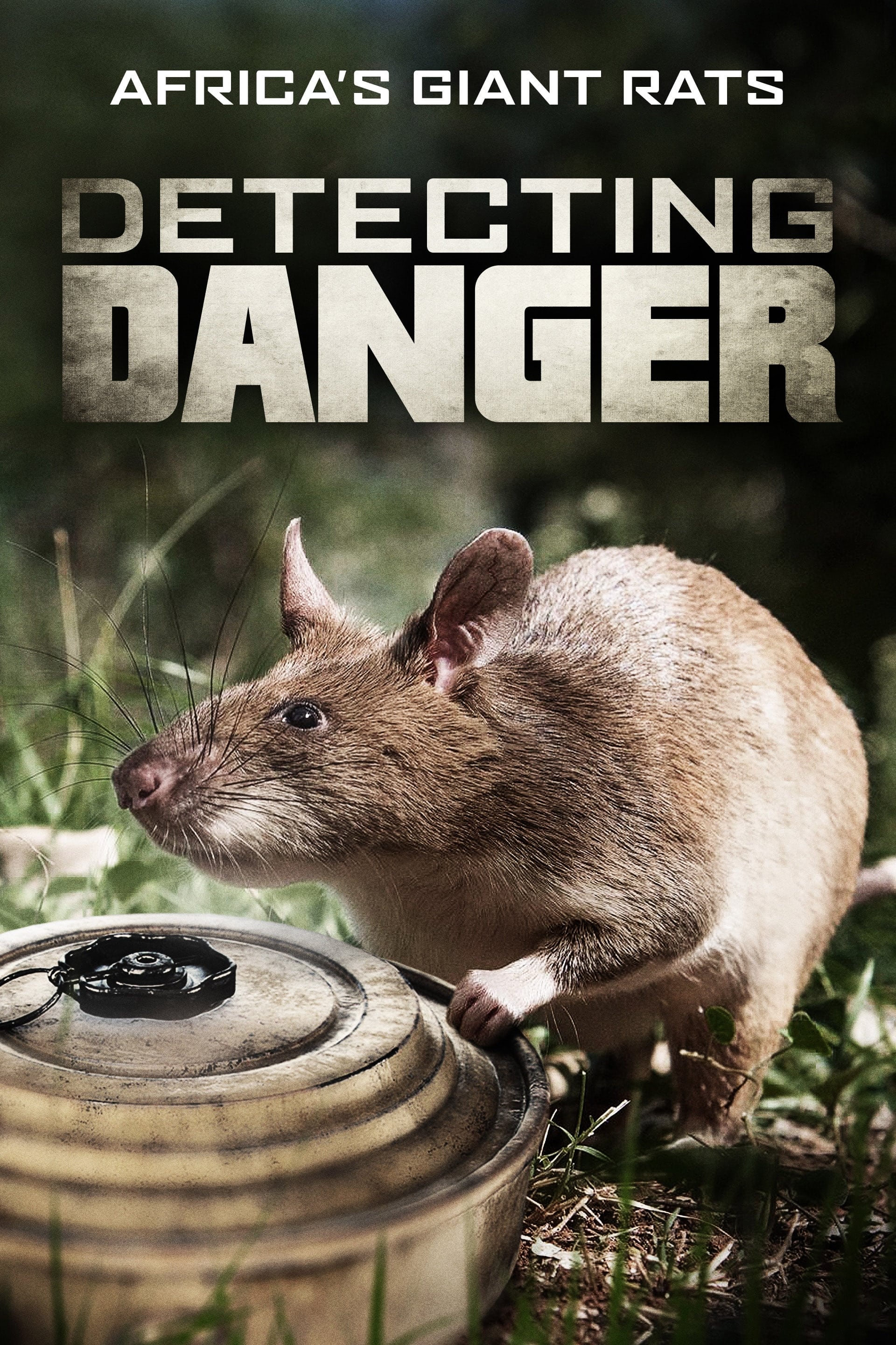 Detecting Danger: Africa's Giant Rats | Detecting Danger: Africa's Giant Rats