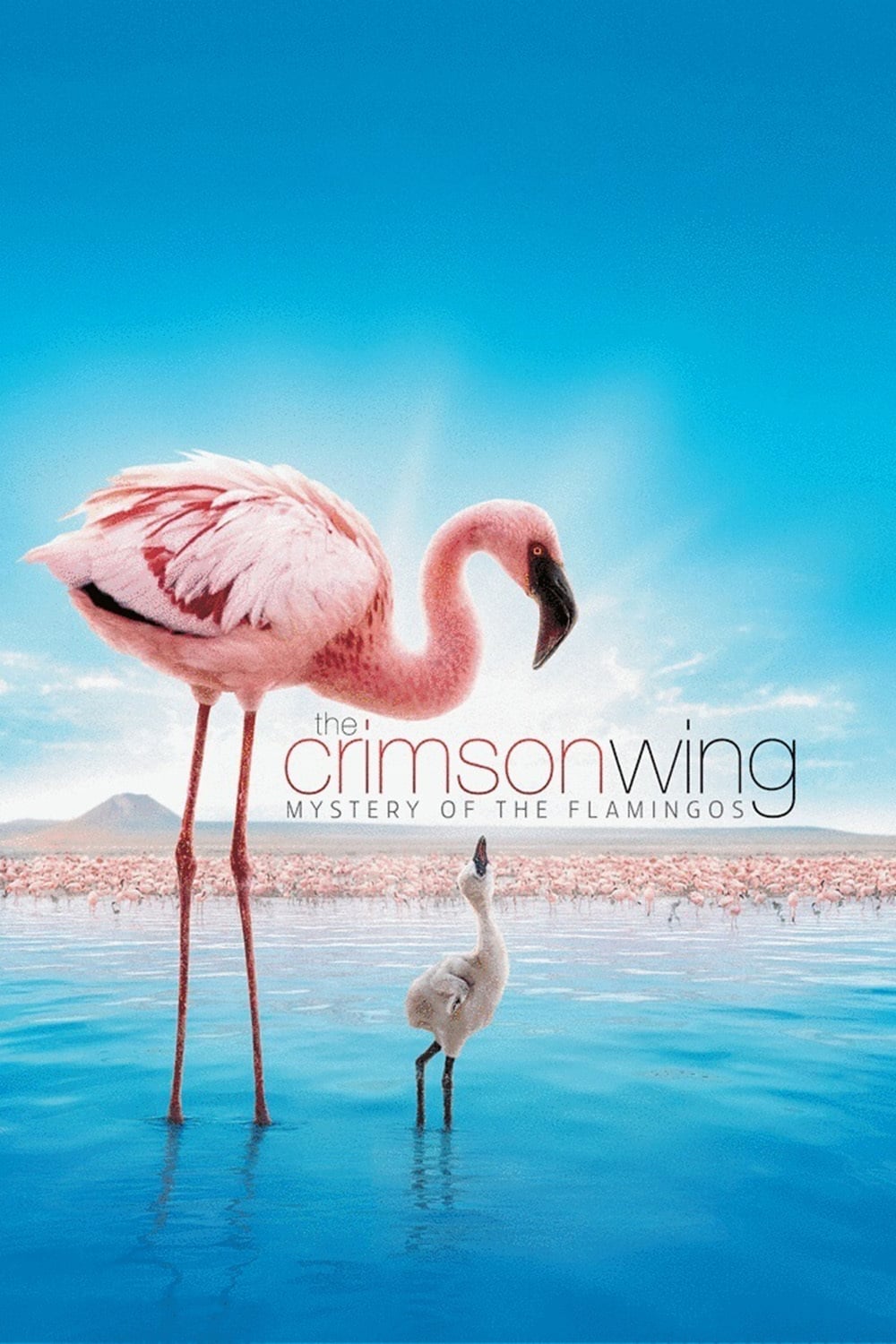 The Crimson Wing: Mystery of the Flamingos | The Crimson Wing: Mystery of the Flamingos