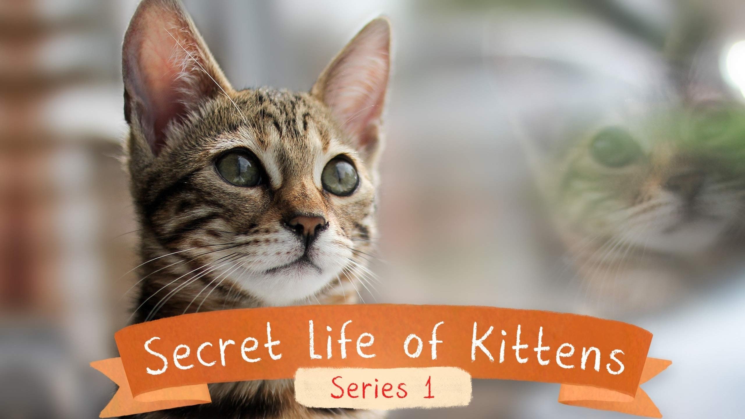 The Secret Life of Kittens|The Secret Life of Kittens